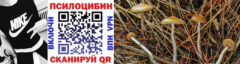Псилоцибиновые грибы GOLDEN TEACHER  где купить наркоту  Чернушка 